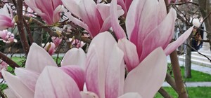 Магнолии, сакуры и экзотические цветы: в Одесском ботсаду началось активное цветение