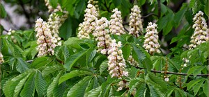 В Одессе цветут каштаны