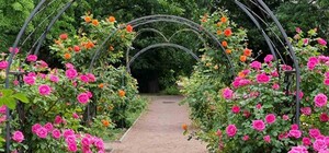 В Одесском ботсаду распускается аллея роз (фото)