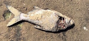 Почему нельзя собирать и есть умирающую и мертвую рыбу