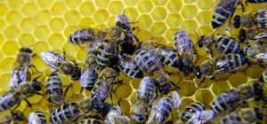 В Одесской области мужчина выпустил на полицейского пчел