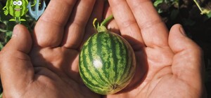 В Одесской области 2500 гектар земли засеяли арбузами: как они растут 