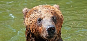 В зоопарке Киева показали, как животные там спасаются от жары - фото