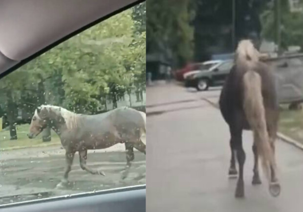 Стало известно, что за конь бегал по Запорожью и что с ним сейчас || - фото: facebook.com/zaporizhiapolice/