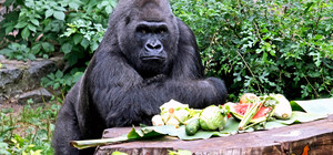 Единственной горилле в Украине исполнилось 49 лет