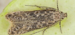 В Запорожье введен карантин из-за нашествия моли