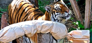 В Киевском зоопарке празднуют День рождения тигров