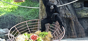 В зоопарке Киева животных начали кормить арбузами - фото