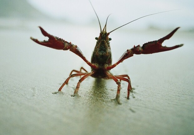 В Одесской области разрешили ловить раков, но есть нюансы