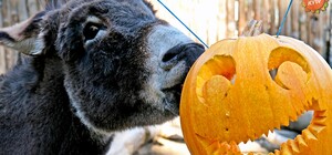 Киевский зоопарк: экскурсии для незрячих, помощь переселенцам, празднование Хэллоуина