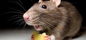 В Запорожье за месяц обнаружили три случая заболевания иерсиниозом