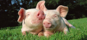 В Харьковской области обнаружили африканскую чуму свиней