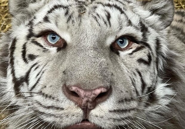 В Киеве можно стать покровителем для спасенных животных. || Фото: facebook.com/wildanimals.ua