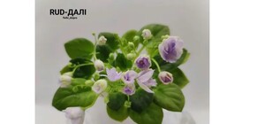 В Днепре вырастили новый сорт фиалки и посвятили погибшему защитнику