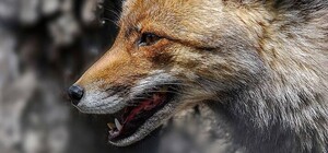 Дикая лиса напала на женщину и ее детей: комментарий главы областного совета Николая Лукашука