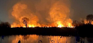 Территорию экопарка на Осокорках могли поджечь специально