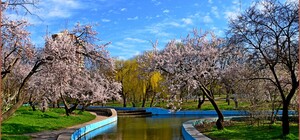 В парке Победы в Одессе цветут деревья (фото)