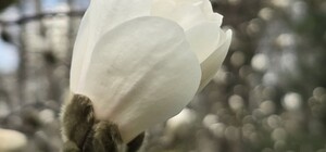 В Центральном парке Харькова начали цвести магнолии (фото)