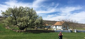 В Одесской области зацвела самая старая груша Украины 