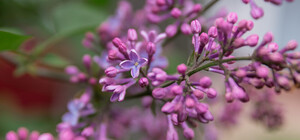 В Киеве расцвела сирень: локации для фото 