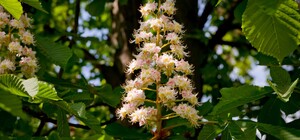 В Одессе уже цветут каштаны