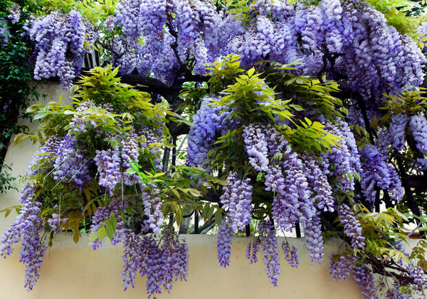 В Одессе распустились глицинии: где полюбоваться 