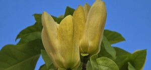 В Центральном парке Харькова расцвела желтая магнолия (фото)