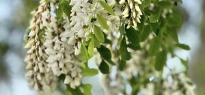 Красота и запах: в Одессе уже цветут акации 