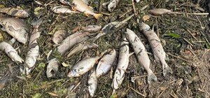 В Харькове на реке Уды выявили мор рыбы