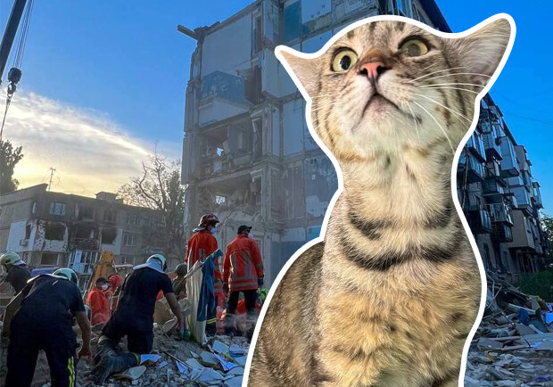 В Киеве из-под завалов через полтора дня достали живого кота - коллаж Vgorode