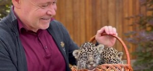 В Харькове выбрали имена родившимся в зоопарке ягуарчикам