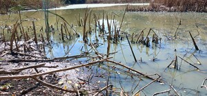 Недалеко от Днепра территории заповедника превращаются в болото.