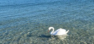 На Ланжероне поселился лебедь: горожан просят об одолжении