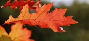 Какая погода будет в Харькове в эти выходные