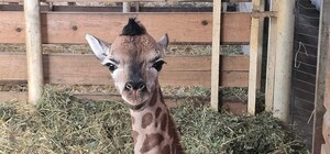 В Одессе впервые в Украине родился жирафенок-девочка