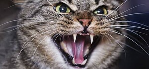 Одесская область вошла в пятерку регионов Украины с наибольшим количеством случаев бешенства