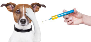 В Харькове проведут вакцинацию домашних животных против бешенства