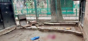 Инцидент с участием леопарда в одесском зоопарке: в каком состоянии пострадавший работник