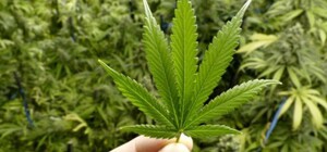 В Украине зарегистрировали первое лекарство на основе медицинского каннабиса: как их можно купить