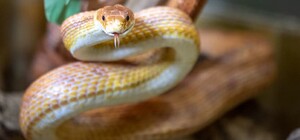 В Одесском зоопарке объявили конкурс красоты среди змей