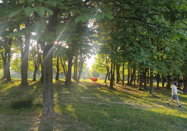 11 дерев у Львові визнали особливо цінними. || Фото: city-adm.lviv.ua