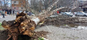 Как получить компенсацию в Днепре, если на автомобиль упало дерево или дорожный знак