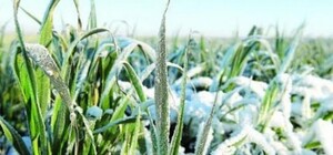 Почва промерзла до 20 сантиметров: какой урожай ожидать весной в Харьковской области