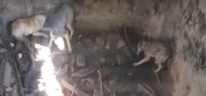 В Одесской области в бетонной яме обнаружили семерых собак и кота: несколько животных умерли