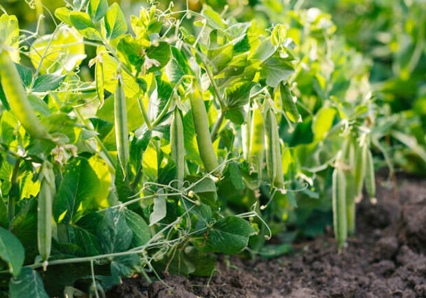 Где в эти выходные в Киеве пройдут продуктовые ярмарки. Адреса || Фото: pixabay.com