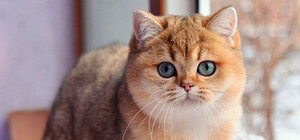 В Запорожье бесплатно отдают кошку дорогой породы (фото)