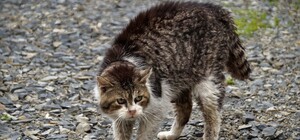 В Харькове выявили больного бешенством беспризорного кота