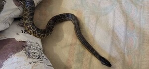 В Одесской области змея заползла в дом беременной женщины