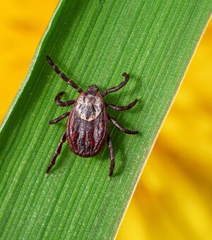 Болезнь Лайма: мифы, факты и как уберечься