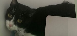 Потерялись во время обстрела Одесской области: котов Белякова нашли, поиски собаки продолжаются